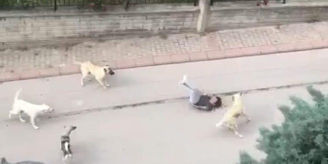 Ankara'da 6 başıboş köpeğin çocuğa saldırma anı kamerada