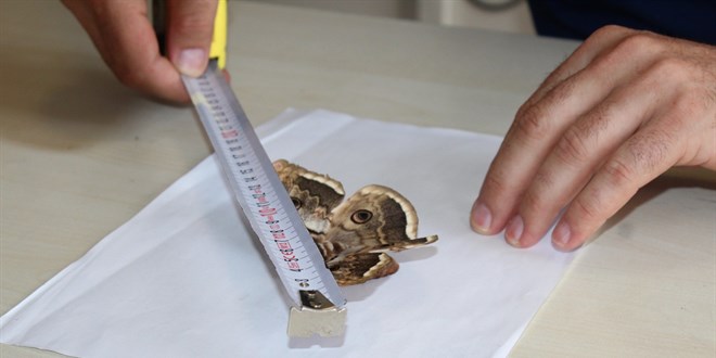Okulda görülen 17 santimlik dev kelebek görenleri şaşırttı