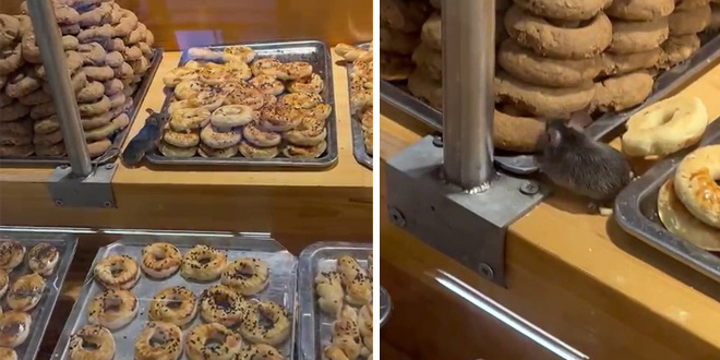 Ünlü zincir markette farenin kurabiye keyfi