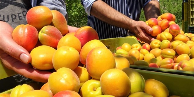 Kayısının altın yılı: Üreticinin yüzü iki kez güldü