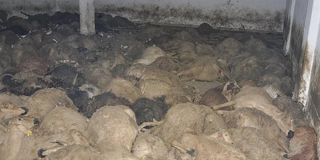 Amasya'da kurt saldrs sonucu 35 kkba hayvan telef oldu