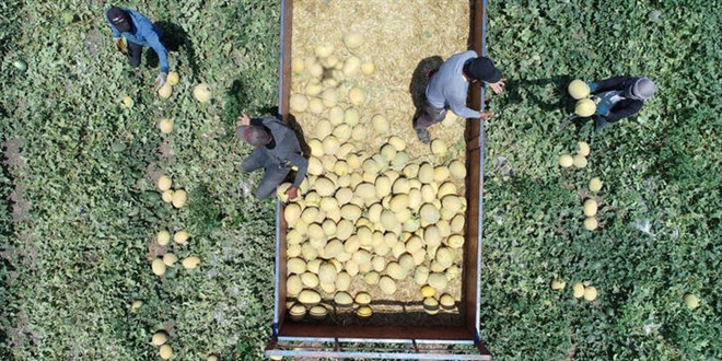 Tarladan 6 TL'ye çıkan kavun, markette 2 katı fiyata satılıyor