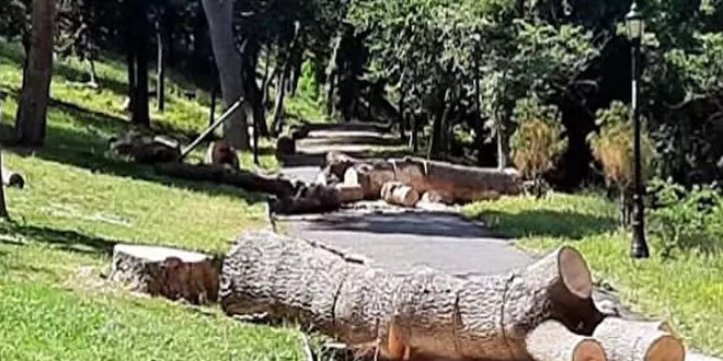 Emirgan Korusu'ndaki 130 ağacı kesen İBB'ye para cezası