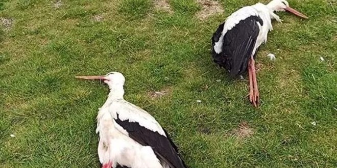 Göç yolundaki leylekleri o ilde silahla vurdular