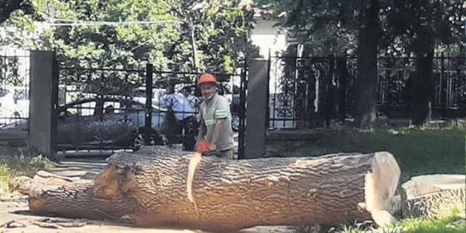 İBB'ye 'izinsiz ağaç kesimi'nden idari para cezası