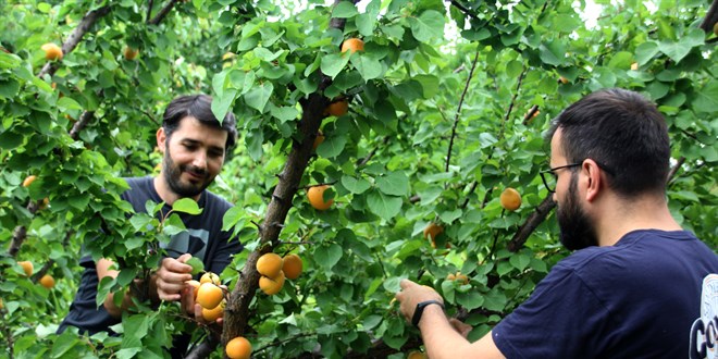 Mersin'de geliştirilen 'Çağataybey' kayısı çeşidinde bu yıl verim yüksek