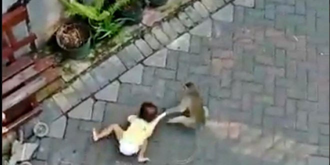 Tanzanya'da maymunların kaçırdığı bebek hayatını kaybetti