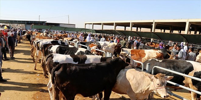 Kasaplar Federasyonundan 'kurbanlık' açıklaması