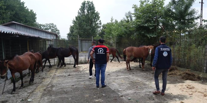 Kesime giden atları, zabıta kurtardı