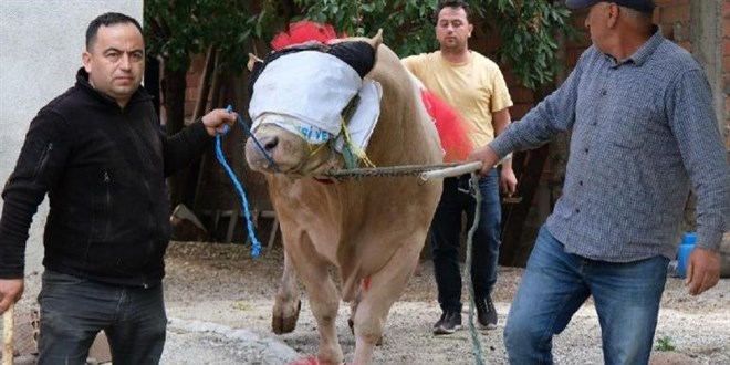 Kurbanlık tosun Fırtına'yı almak hayal: Bedeli 28 asgari ücret
