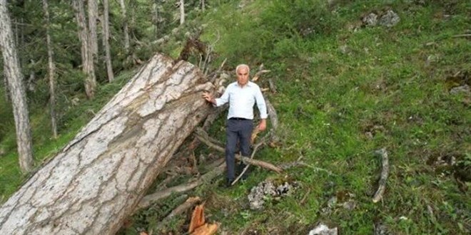 Ankara'da '50 anıt ağaç kesildi' iddialarına yanıt