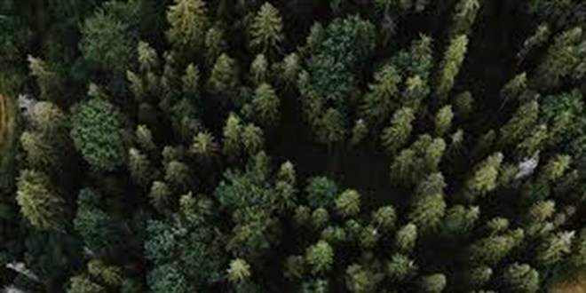 Kilis'te orman alanlarna giriler 1 Ekim'e kadar yasakland
