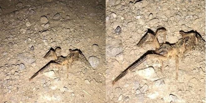 Kayseri'de 'Sarıkız' paniği: İnsan eli kadar büyük