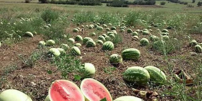 Adana karpuzunun kilogram fiyatı tarlada 2 liraya düştü
