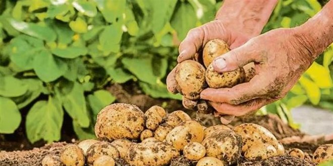 Patates fiyatlarında büyük artış