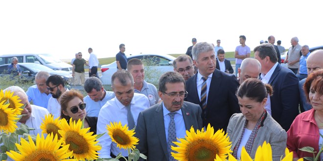 Bakan Yardımcısı Pakdil, Edirne'de ayçiçeği tarlalarında incelemede bulundu