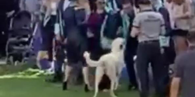 Başıboş köpek mezuniyet töreninde insanlara saldırdı