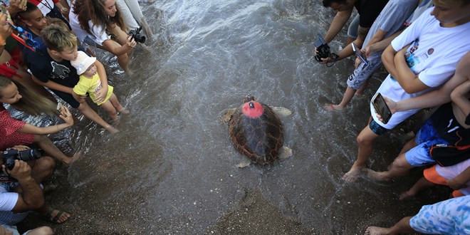 Antalya'da tedavisi tamamlanan caretta caretta uydu takip cihazı takılarak denize bırakıldı