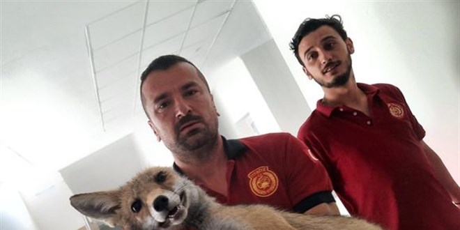 Yalova'da girdii okulda mahsur kalan tilki itfaiye ekiplerince kurtarld