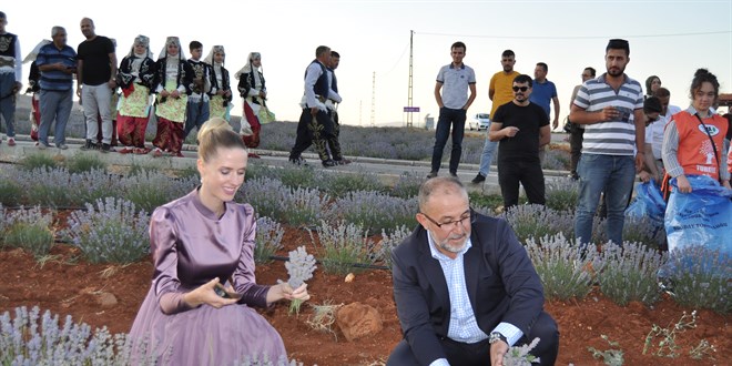 Kahramanmaraş'ta festival kapsamında lavanta hasadı yapıldı