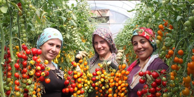 Rengarenk domates üretti, iki kat kazandı