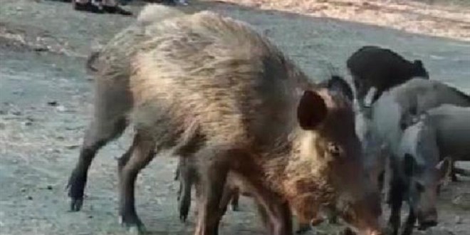 Bayburt'ta domuz sürüsü şehre indi