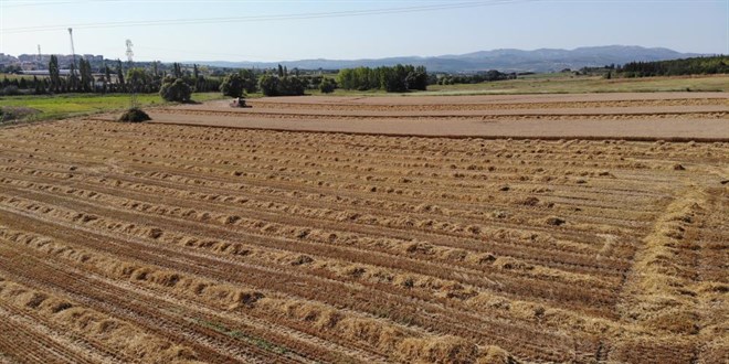 niversitenin arazisine buday ektiler, 400 ton hasat yaptlar