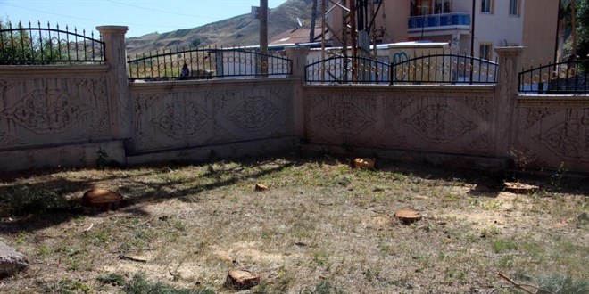 Gölge yapıyor diye cami bahçesindeki çeyrek asırlık ağaçları kestiler