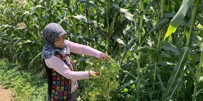 Şaşırtan olay: Tarlalarına patates ektiler, domates çıktı
