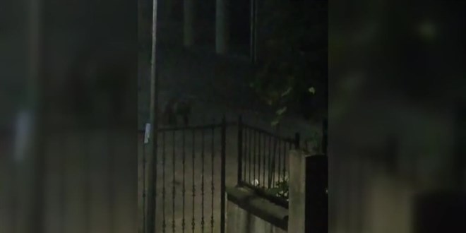 Rize'de yerleşim yerine inen ayı görüntülendi
