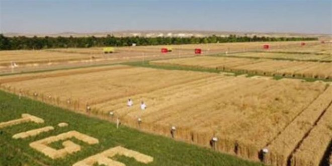 TİGEM tohumlarının Irak'a satışı için bayilik yetkisi verilecek