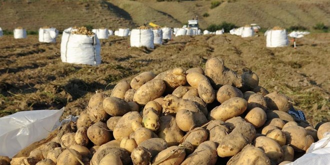 Patates, çiftçinin yüzünü güldürdü