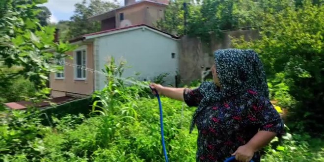 İstanbul'da da görülen 'vampir kelebek' vatandaşları rahatsız ediyor