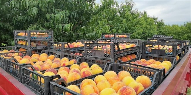 �eftalinin suyu ��kt�, dal�nda 3, tezgahta 10 TL