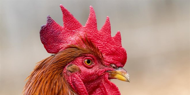 Günde 200 kere öten horoz için komşularını mahkemeye verdi