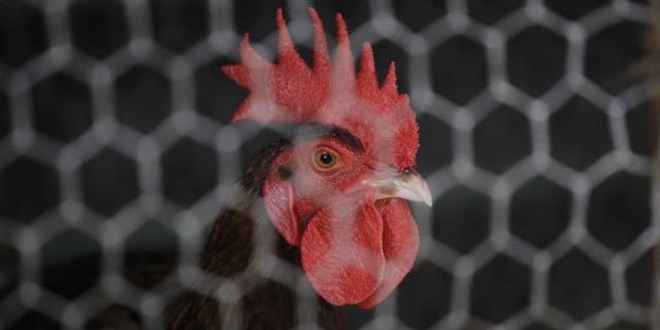 Günde 200 kez öten horoz mahkemeye verildi