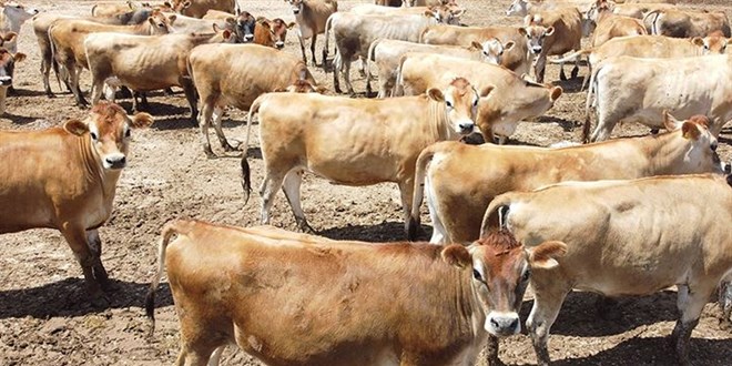 TZOB Başkanı Bayraktar'dan 'damızlıklar kesime gidiyor' uyarısı!