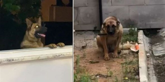 Trabzon'da bekçiyi ısıran köpek gözaltına alındı