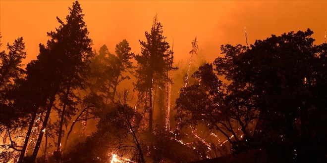 Aydın'da ormanlık alanda çıkan yangına müdahale ediliyor