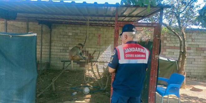 İzmir'de 2 yaşındaki çocuğu maymun ısırdı: İş yeri sahibine 11 bin ceza kesildi