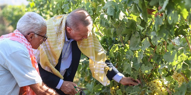Cumhurbaşkanı Erdoğan Manisa'da bağ bozumuna katıldı
