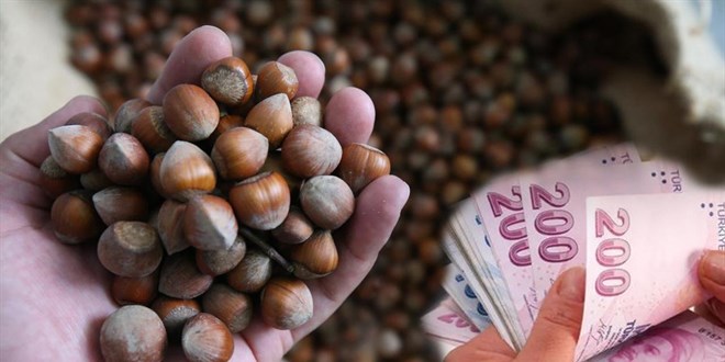 TMO fındık alımlarına başladı
