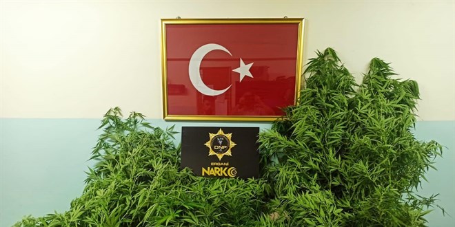 Diyarbakır'da bahçesinde 120 kök Hint keneviri ele geçirilen zanlı tutuklandı