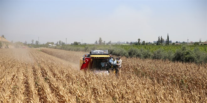 Tarım ve Orman Bakan Yardımcısı Yumaklı, Hatay'da mısır hasadına katıldı
