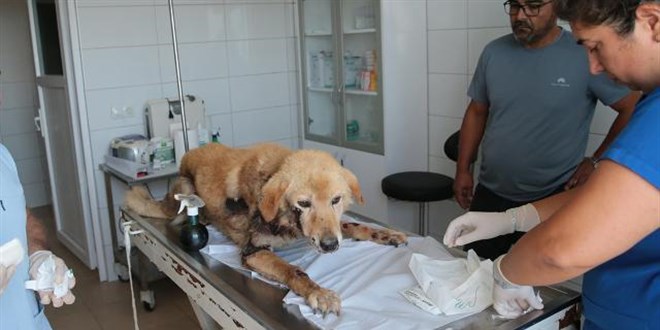 Bolu'da köpeğini aracına bağlayıp sürükleyen sürücüye 2 bin 43 lira ceza
