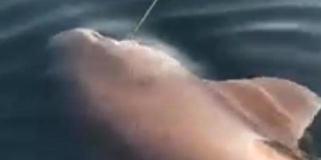 Çanakkale Boğazı'nda balıkçının oltasına köpek balığı takıldı
