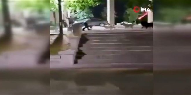 Sokak köpekleri öğrencilere saldırdı