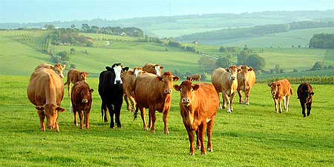 S�zle�meli besicilikte destekleme �demeleri belli oldu