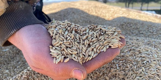 Toprak Mahsulleri Ofisi, 2022 çeltik alım fiyatlarını açıkladı: