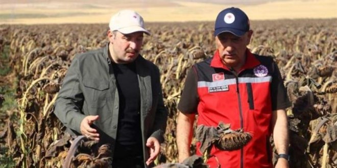 Varank ve Kirişci, ilk yerli hibrit ayçiçeğini hasat etti